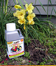 bulb and plant protector bottle next to daffodil